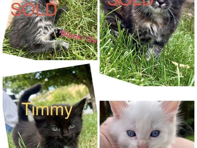 Teeny Tiny 6 week old kittens - 1 boy left