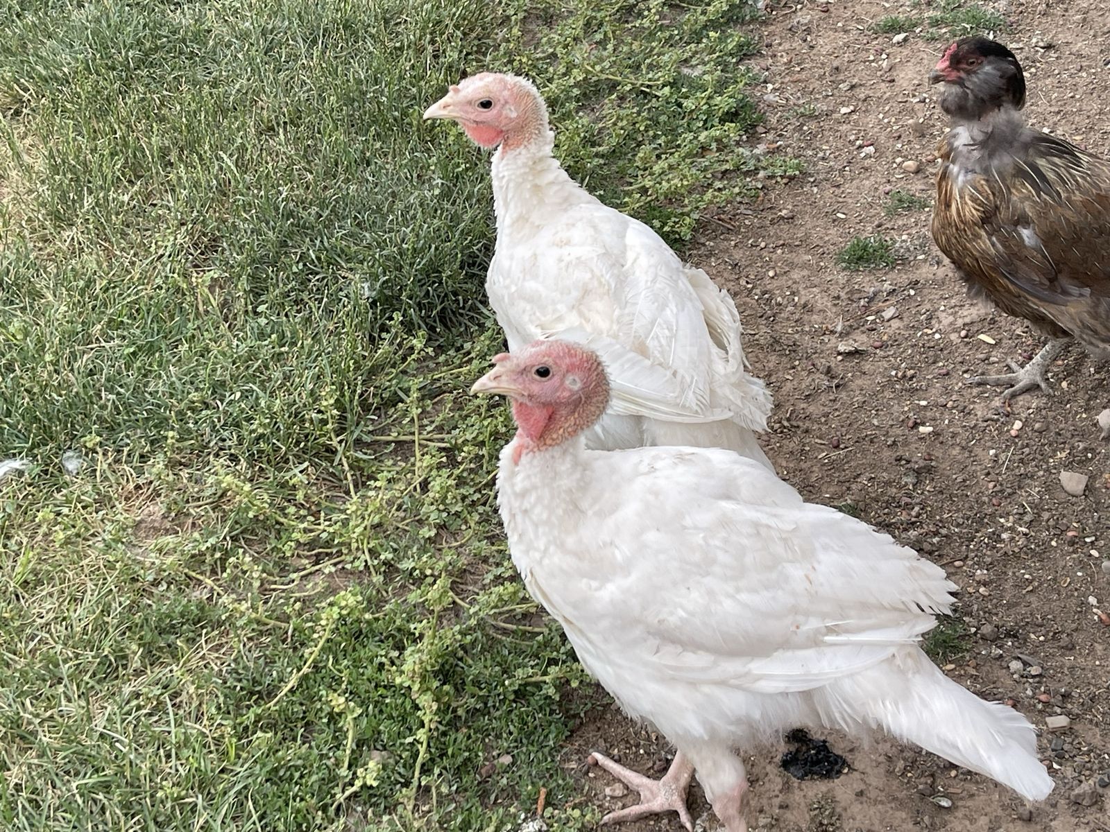 White turkey