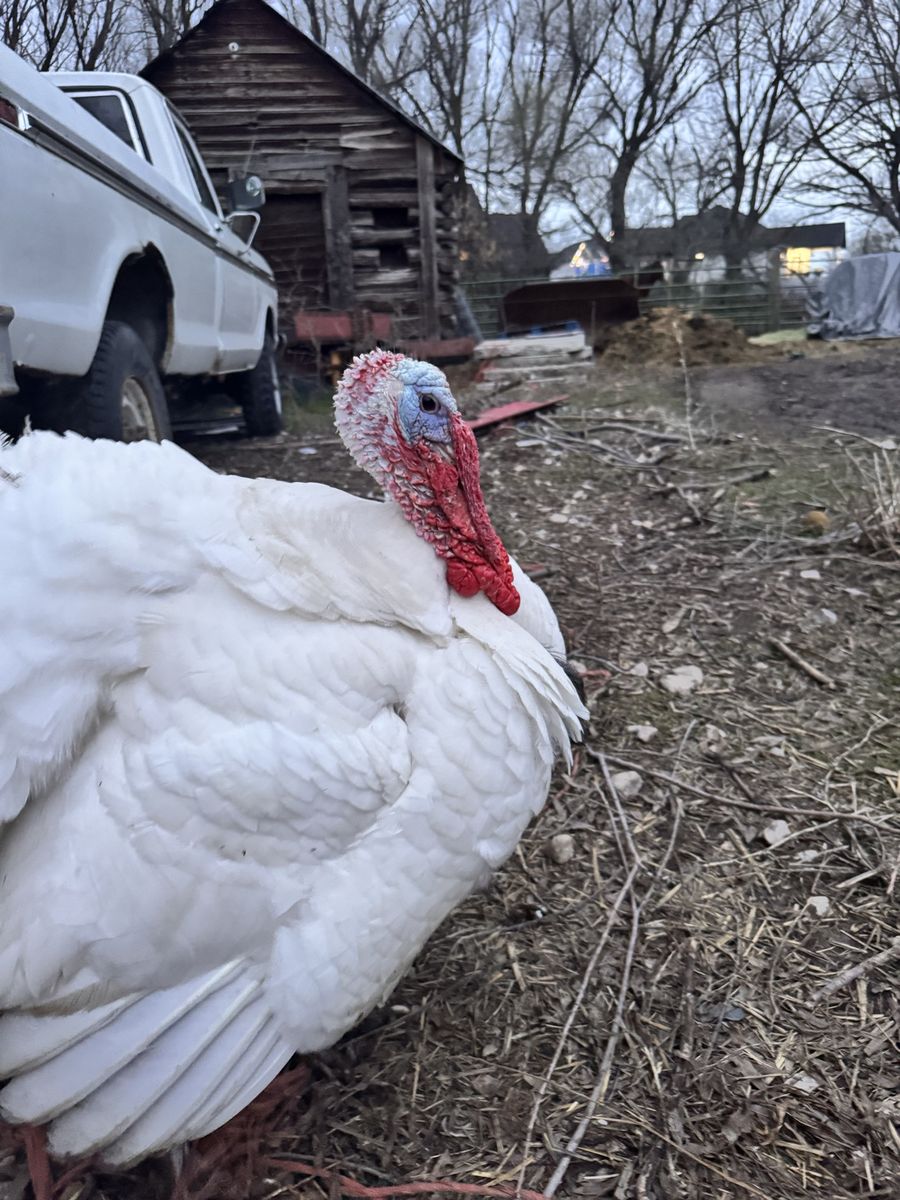 Broad Breasted White Turkey
