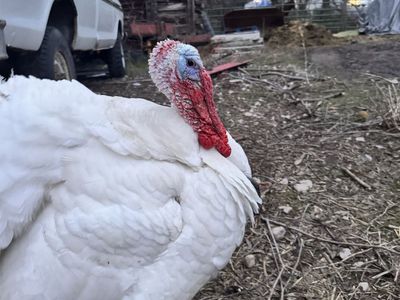 Broad Breasted White Turkey