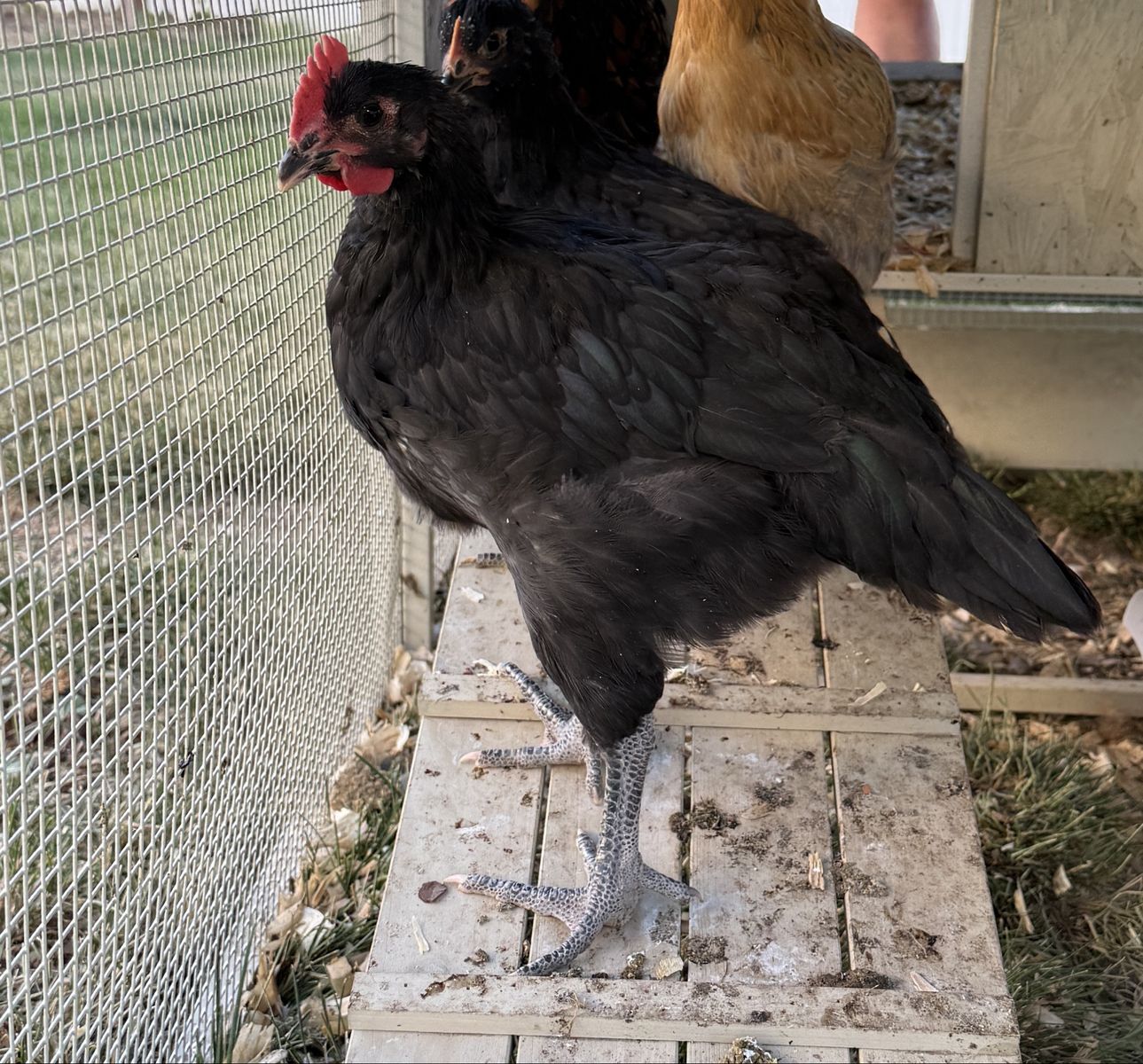 Free Black Rooster - Male Chicken for Adoption