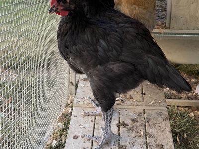Free Black Rooster - Male Chicken for Adoption