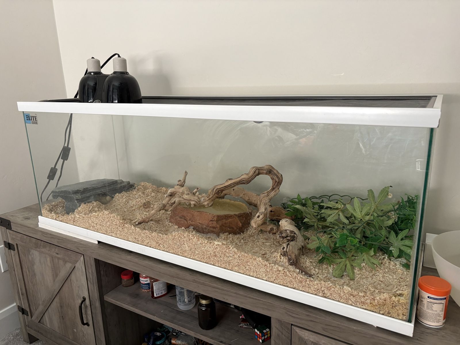 Ball Python Snake and 40-Gallon Glass Terrarium Setup - Full Reptile Habitat Included