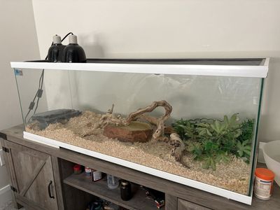 Ball Python Snake and 40-Gallon Glass Terrarium Setup - Full Reptile Habitat Included
