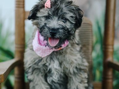 mini/toy aussiedoodles