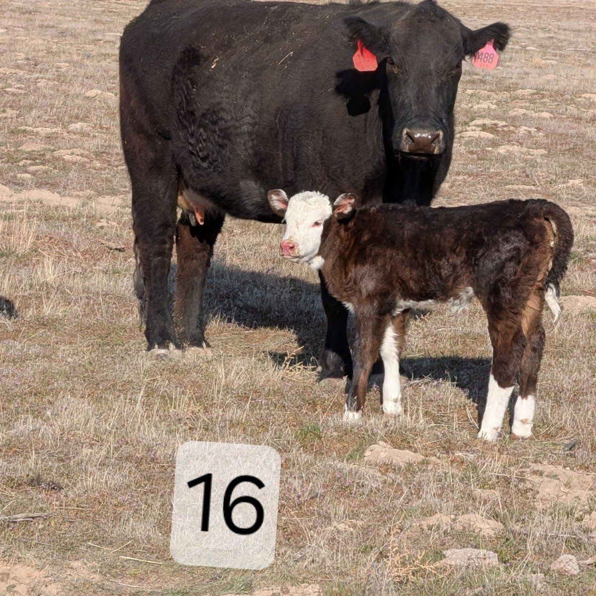 Cow and Calf Pair