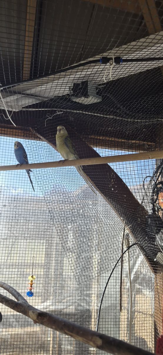 Female Red-rump Parakeets $125