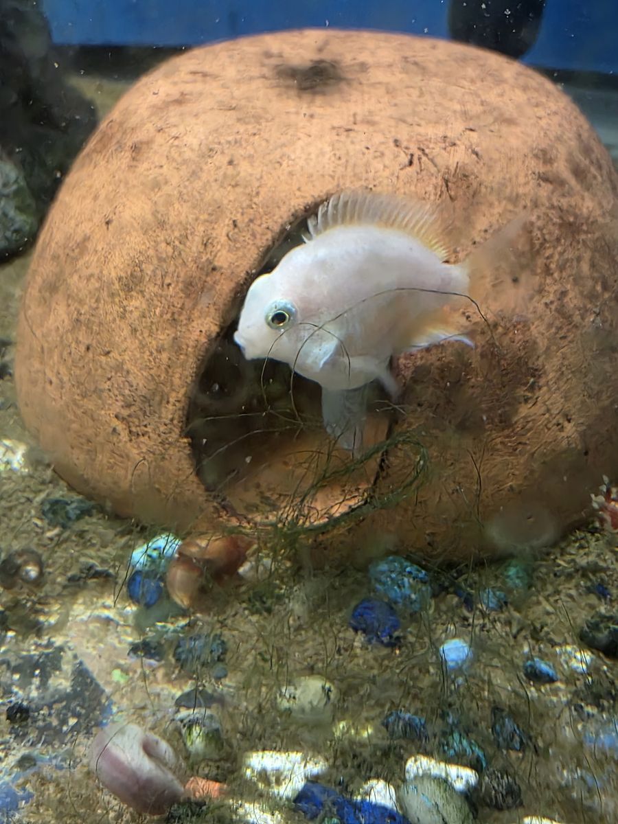 Platinum parrot cichlids