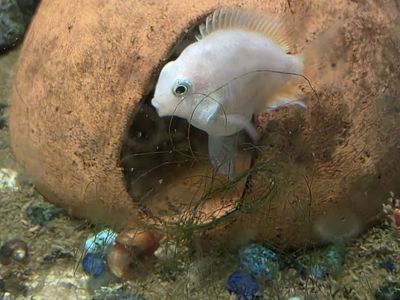 Platinum parrot cichlids