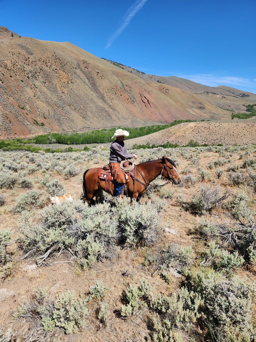 Bay Mare for Sale - Well-behaved and trail-ready