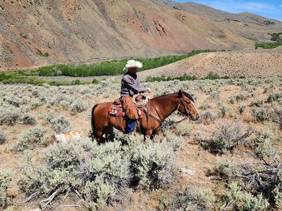 Bay Mare for Sale - Well-behaved and trail-ready