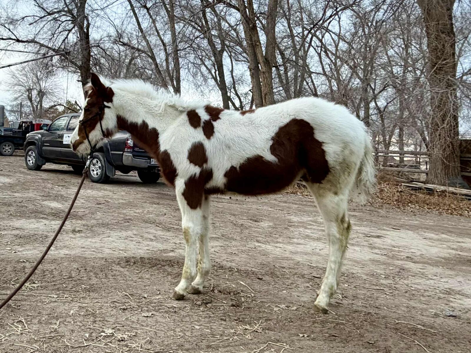 2025 APHA Weanling Sorrel Tobiano Colt -