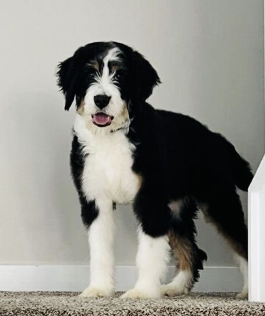 Bernedoodle Momma - Clear