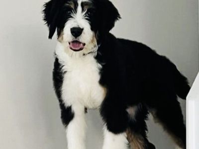 Bernedoodle Momma - Clear