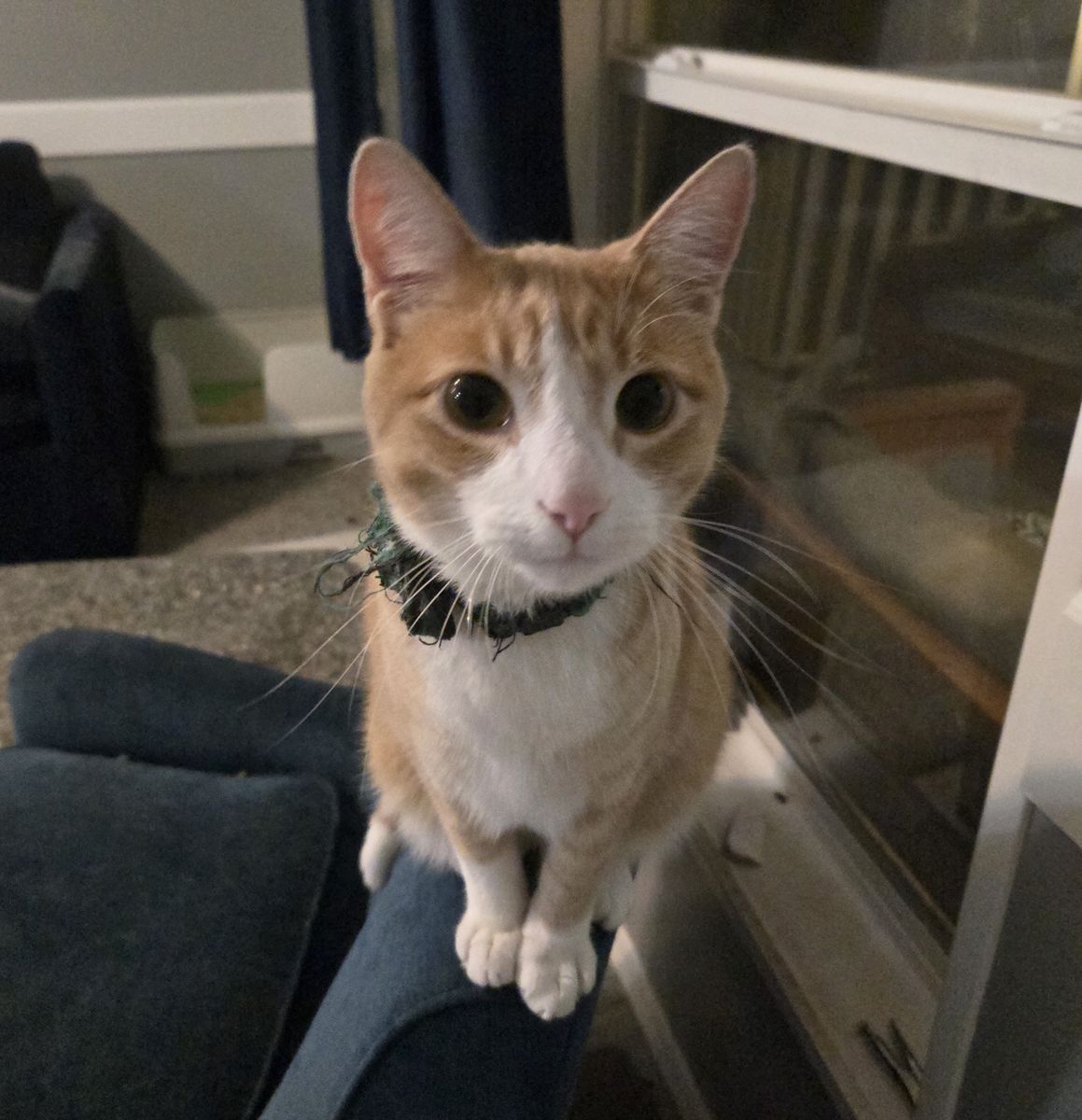 Ravioli (2-year-old male cat)