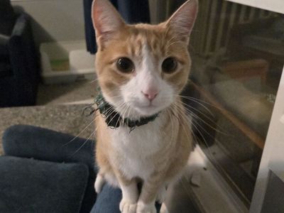 Ravioli (2-year-old male cat)
