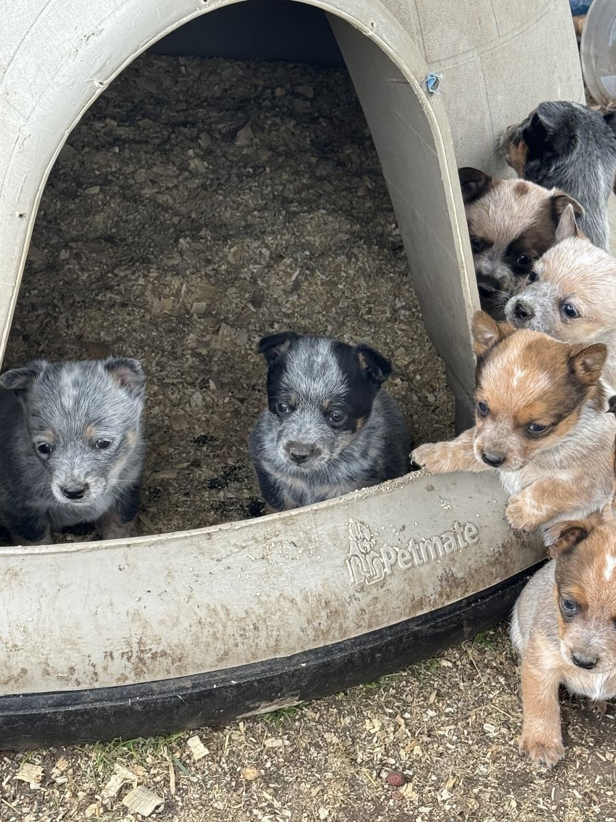 HEELER PUPS (MINI) DELIVERY POSSIBLE! THEY WILL STAY SMALL ONLY  2 LEFT!!! 2 REDS 1 M 1 F