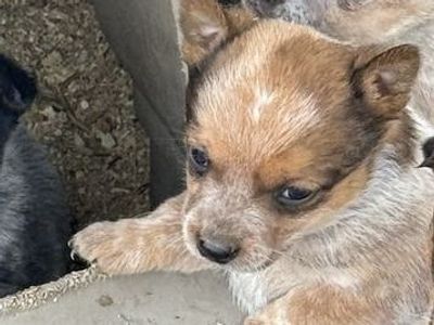 HEELER PUPS (MINI) DELIVERY POSSIBLE! THEY WILL STAY SMALL ONLY 2 LEFT!!! 2 REDS 1 M 1 F