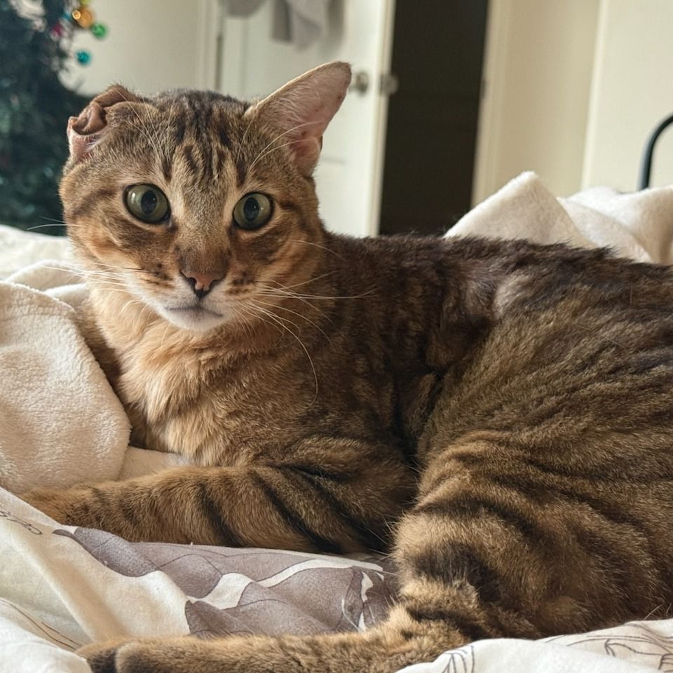 Hello my name is Nubs