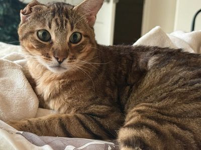 Hello my name is Nubs