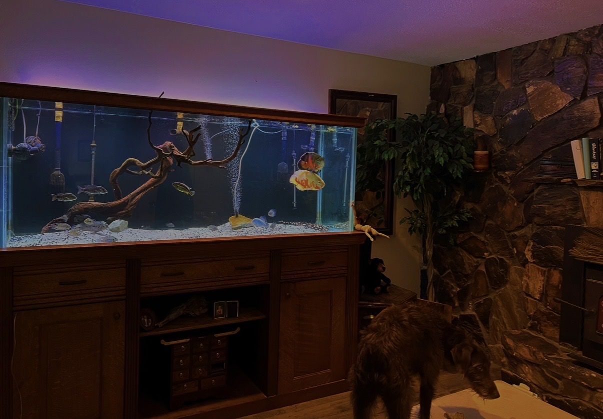 Large 210g Gallon Fish Tank with Stand and Accessories - Perfect for Aquatic Enthusiasts