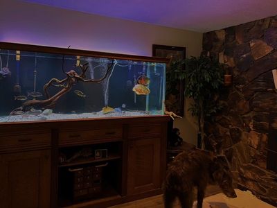 Large 210g Gallon Fish Tank with Stand and Accessories - Perfect for Aquatic Enthusiasts