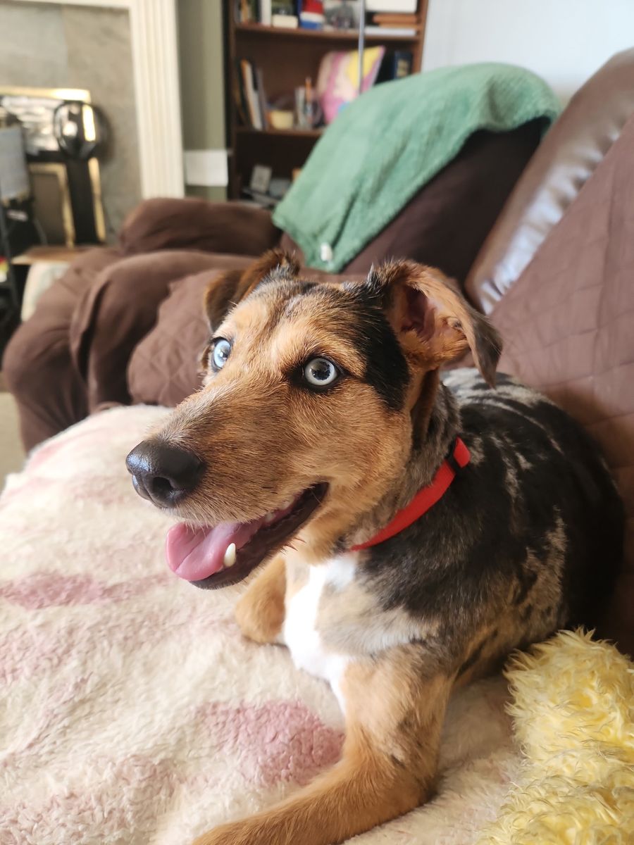 4 year old Australian shepherd/Airedale mix