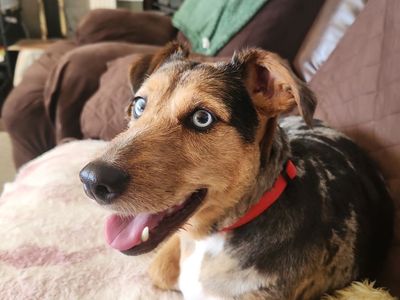 4 year old Australian shepherd/Airedale mix