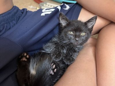 10 week fixed baby panthers! 2 Male/ one female