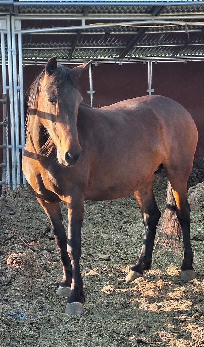 6 year old grade mare