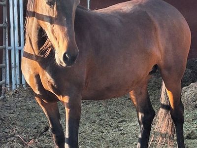 6 year old grade mare
