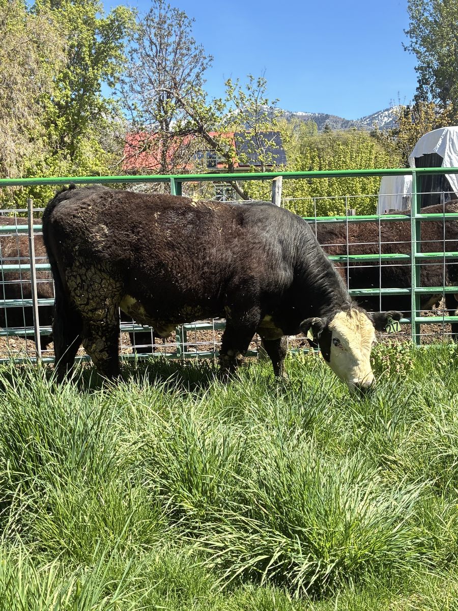 POLLED YEARLING F1 BLACK BALDY BULL ID 217