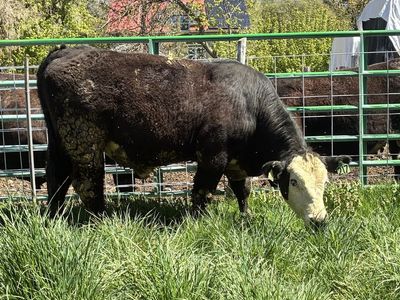 POLLED YEARLING F1 BLACK BALDY BULL ID 217