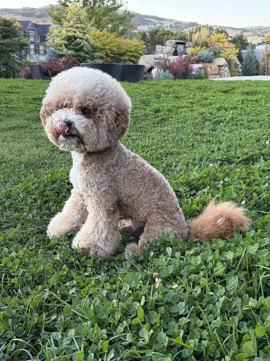Goldendoodle Stud Available - F1B, 18 lbs, Proven, Exceptional Genetics