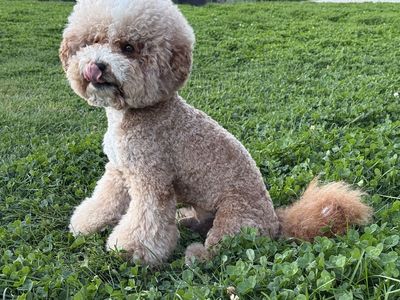 Goldendoodle Stud Available - F1B, 18 lbs, Proven, Exceptional Genetics