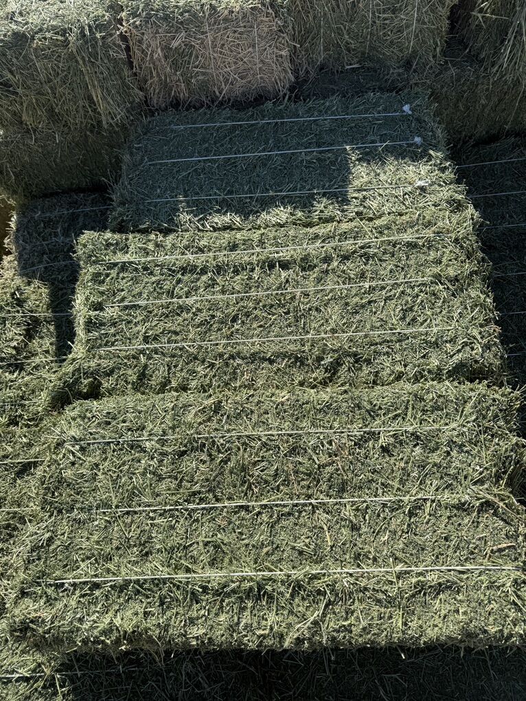 Teff Grass 3 String Hay Bales