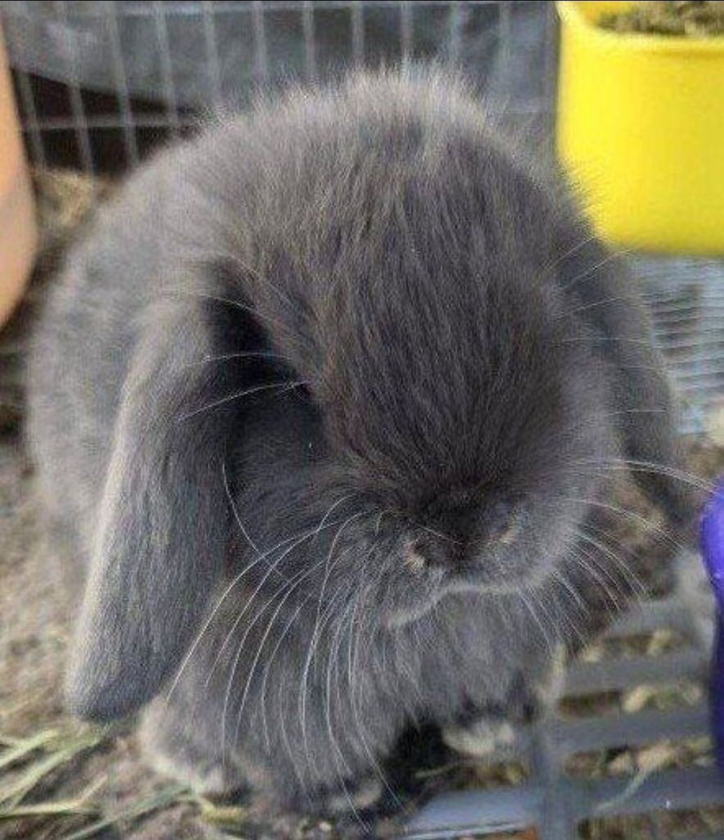 Holland Mini Lop Bunny Rabbit