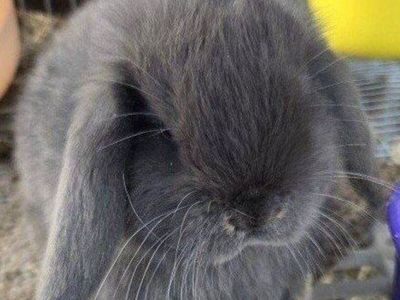 Holland Mini Lop Bunny Rabbit