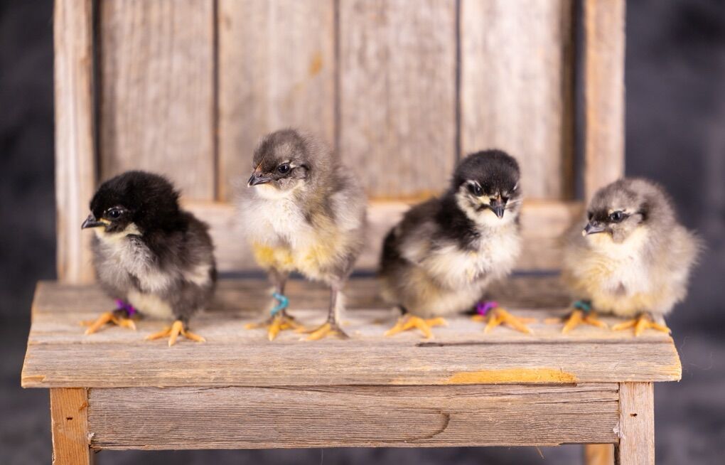 Olive Egger Chicks