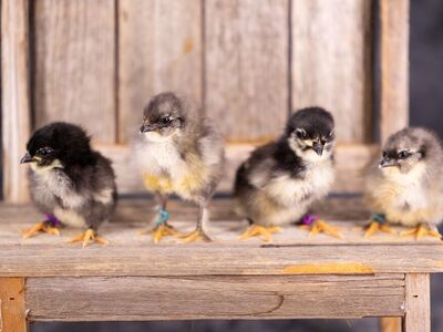 Olive Egger Chicks