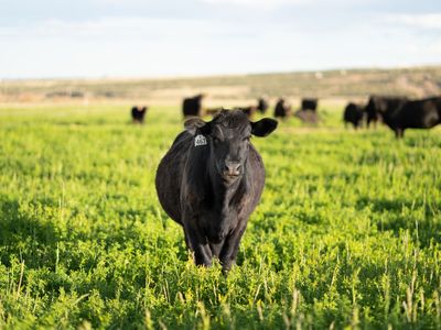 All Natural Grass Fed Beef