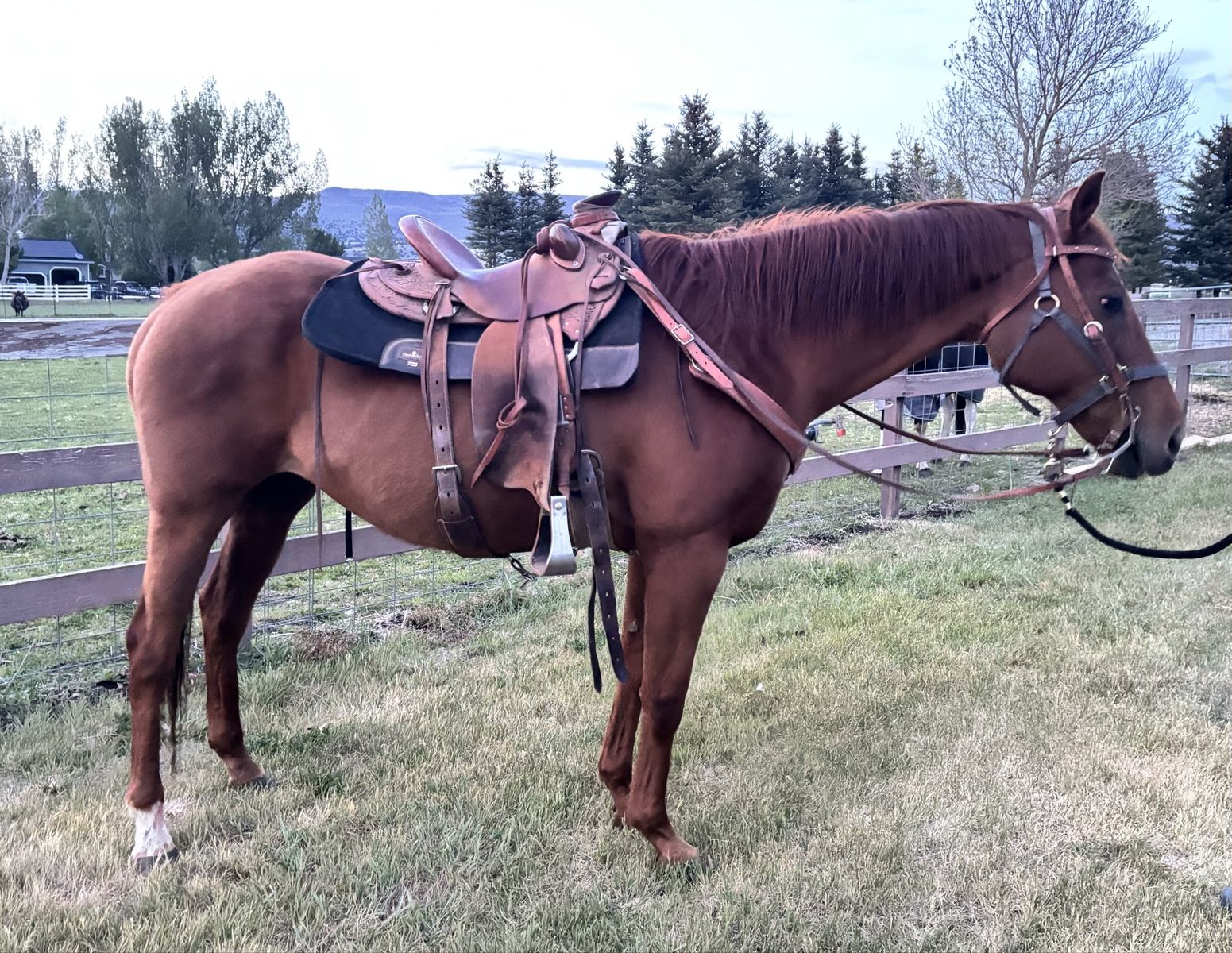 Kids Horse