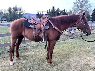 Kids Horse