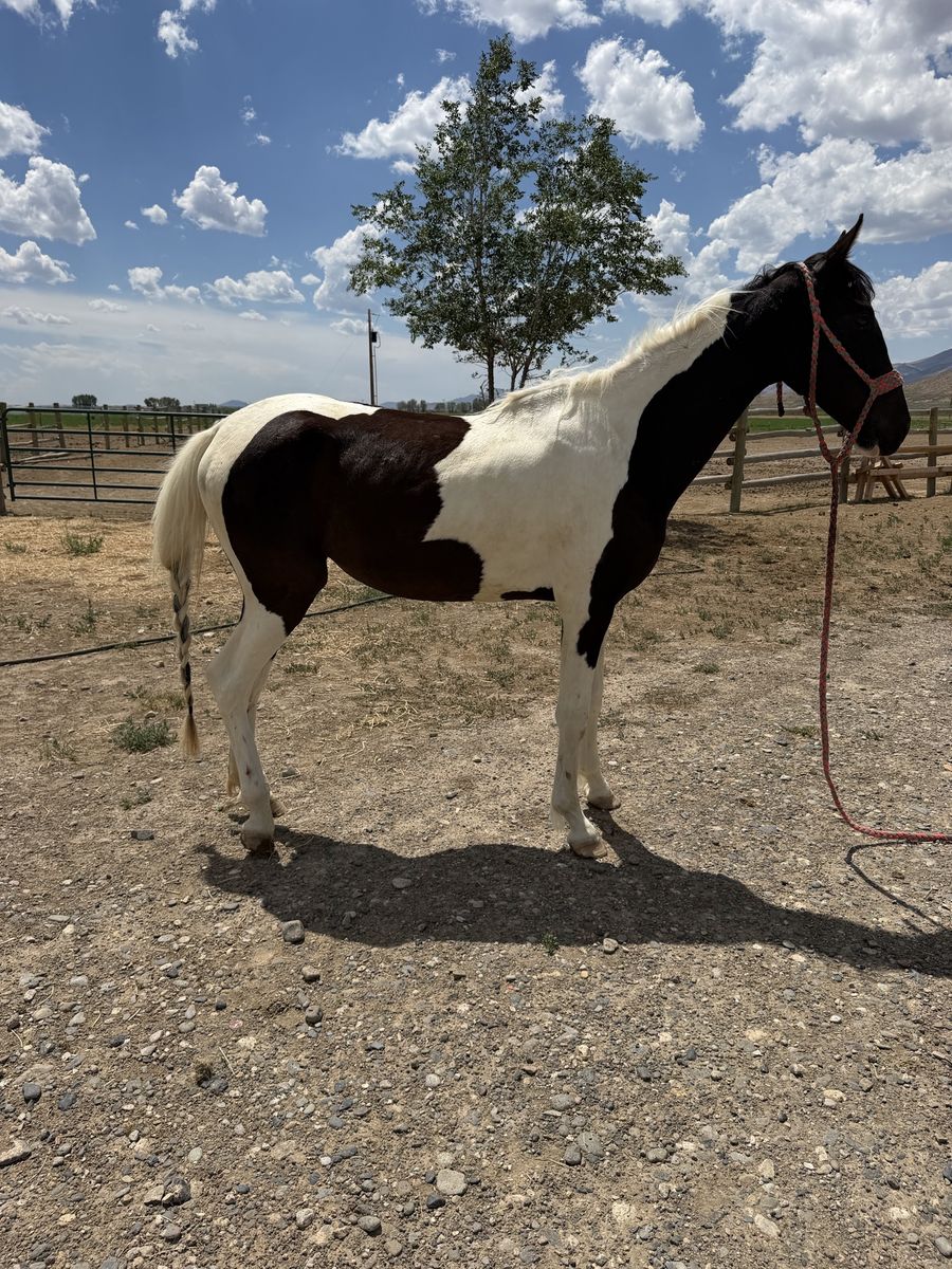 2 year old paint mare