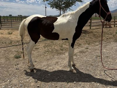 2 year old paint mare