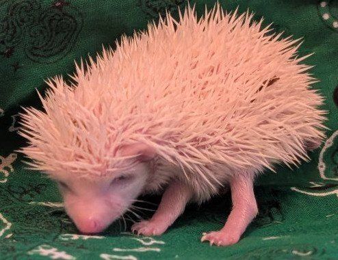 Make Baby Hedgehog "Pip"