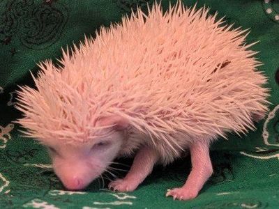 Make Baby Hedgehog "Pip"