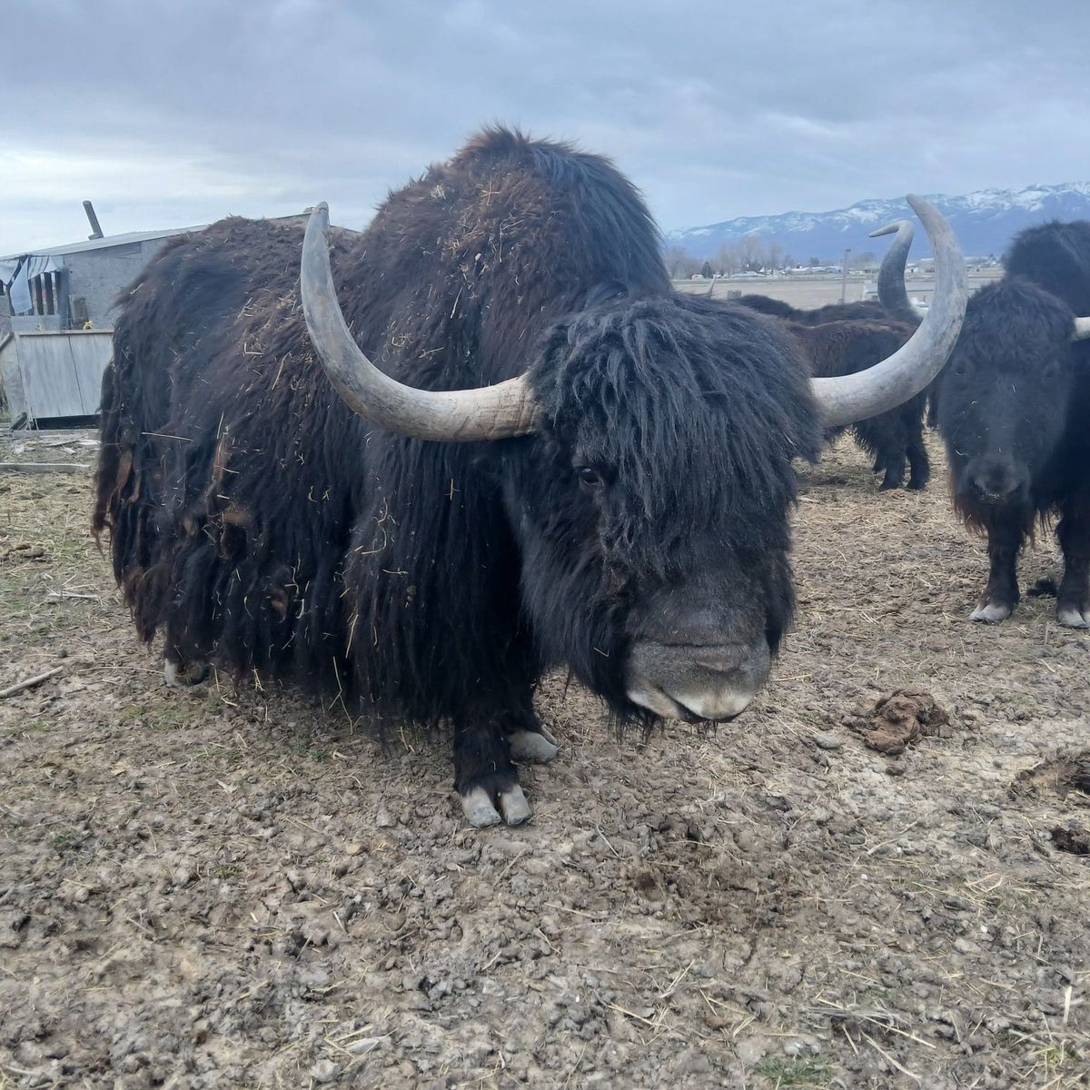 yak starter herd