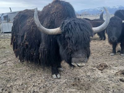 yak starter herd