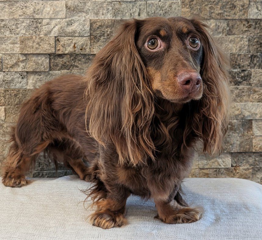 AKC Mini Dachshund For Stud